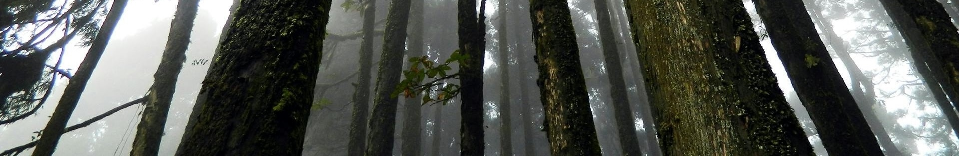 Footer Image